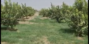 نصف مزرعه على خط مشعل